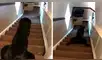 YouTube viral: perro llama la atención de su dueña por usar curiosa técnica para bajar las escaleras