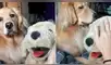 Facebook: no soportó ver a su dueña acariciar a perro de peluche y tuvo esta reacción [VIDEO] 