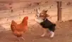 Pato ‘rabioso’ logra detener pelea entre un perro y una gallina [VIDEO]