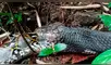 YouTube viral: pitón y culebra tienen un brutal enfrentamiento que remeció a las redes