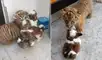 Pequeño tigre conoce a los perritos de su dueño y protagonizan emotiva escena