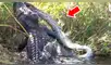 YouTube viral: brutal pelea entre hambriento cocodrilo y pitón gigante tiene desolador final [VIDEO]