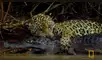 YouTube viral: Jaguar se pelea con gigantesco cocodrilo en lago y desenlace es trágico [VIDEO] 