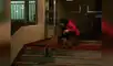 YouTube viral: gato consuela a perrita que espera volver a ver a sus dueños