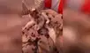 Perro tiene conmovedora reacción al conocer a las pequeñas crías de una gata [VIDEO]