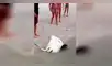 Facebook: Una manta raya da a luz en la playa y reacción de bañistas sorprende [VIDEO]