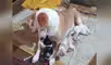 Esta perrita no tuvo reparos en acoger a unos gatitos abandonados y los protegió como si fueran sus crías. Foto: captura de YouTube