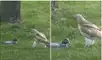 El ave de rapiña acechando a su presa. Foto. Captura de YouTube