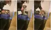 A la felina no le gusta estar dentro de la caja. Foto: captura de TikTok (@porcupinepiper)