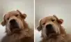 El cachorro se robó la atención de miles de usuarios. Foto: captura de TikTok