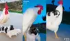 La inusual actitud del ave, que decidió cuidar a los perros, cautivó a miles de cibernautas. Foto: captura de TikTok