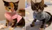 Una joven acogió en su casa a unos gatitos que tenían pocas semanas de nacido, por ello, los quiso engreír con una ropa que ella misma les confeccionó. Foto: captura de TikTok