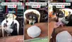 El perro escucha atentamente el pedido de su cliente. Dicha escena ha sacado miles de carcajadas en redes sociales. Foto: captura de TikTok