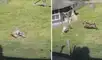 La escena dejó impactado al granjero que cuidaba de sus animales. Foto: captura de YouTube