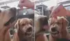 Las imágenes de este divertido video se volvieron tendencia en las redes sociales. Foto: captura de TikTok