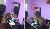TikTok viral: perrita trata de capturar a una rata que invadió su casa, pero termina en un desastre