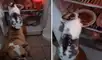 El video viral sorprendió a miles de usuarios de la plataforma. Foto: captura de TikTok.
