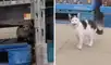 Un indefenso felino se refugió en las instalaciones de una tienda tras ser desamparado por sus antiguos dueños. Foto: captura de YouTube