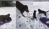 La mujer alentó a sus mascotas a seguir paseando en su trineo. Foto: captura de YouTube