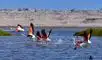 Las pariguanas descienden hasta la orilla del mar desde la laguna de Parinacochas, en las serranías de Ayacucho
