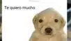 El meme del perrito "Te quiero mucho" ganó popularidad debido a los Juegos Olímpicos de Tokio 2020. Foto: captura de TikTok