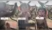 El mono se asustó al ver que le estaban grabando. Foto: captura de TikTok