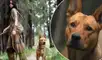 "Depredador: la presa" es la nueva película de la franquicia que ha gustado a los fans. Foto: composición/Star Plus