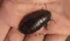 La cucaracha era considerada extinta desde la década de 1930. Foto: Justin Gilligan/NSW DPE