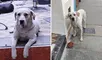 ¡Buscan a Espartaco! Perrito que vivía en estacionamiento lleva 5  días perdido