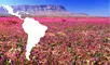 El desierto más seco del mundo está en América Latina y un raro fenómeno lo está cubriendo de flores