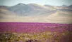 El desierto más seco del mundo está en Sudamérica y un raro fenómeno lo está cubriendo de flores