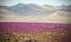 El desierto más seco del mundo se llena de flores en un raro fenómeno: se encuentra en Sudamérica