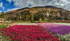 La CIUDAD DE LAS FLORES: descubre que LOCALIDAD PERUANA recibe este nombre y cuántas especies florales alberga