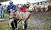 La otra cara de las lujosas prendas de fibra de alpaca