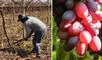 Multinacional logra que productor peruano retire 110 hectáreas de uvas plantadas de forma ilegal