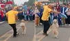 Perrito se convierte en viral al bailar marinera tras desfile y dicen: “Peruano de corazón”