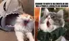 ¡Gatitos virales! Los mejores memes del Día Internacional del Gato que te harán reír sin parar"