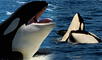 orcas delfines chile