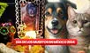 Día de Muertos para mascotas 2024: ¿a qué hora y en qué fecha llegan los gatos y perros fallecidos al altar?