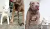 Gatito creció junto a pitbulls y dueña expone su comportamiento: “Tiene problemas de personalidad”