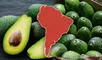 El país de Sudamérica que conquistó a China con su palta y superó a Chile: 50.000 toneladas exportadas de "oro verde"