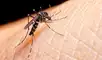 El mosquito Aedes aegypti es el principal vector del virus de la fiebre amarilla en el mundo.