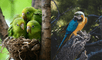 Las crías de los loros, conocidas como polluelos, nacen ciegas e indefensas, lo que resalta la necesidad de atención constante. Foto: FreePik