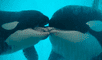 Graban por primera vez a orcas salvajes en algo similar al beso francés, llamado "mordisqueo de lengua".