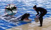orcas ofrecen comida a humanos, según estudio
