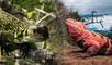 allan iguanas rosadas juveniles en volcán Wolf, especie en riesgo crítico extremo.