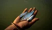 Los peces sufren reacciones de dolor producidas por la asfixia tras sacarlos del agua.