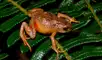Dos nuevas especies de rana del género Phrynopus fueron descubiertas en el Parque Nacional Yanachaga-Chemillén. Foto: Pablo Venegas