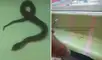 Pequeña serpiente apareció en un vagón de la Línea 1 del Metro de Lima
