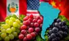 Según estimaciones del USDA, este país de América Latina registra una producción superior a 1,7 millones de toneladas de uva en el mundo.